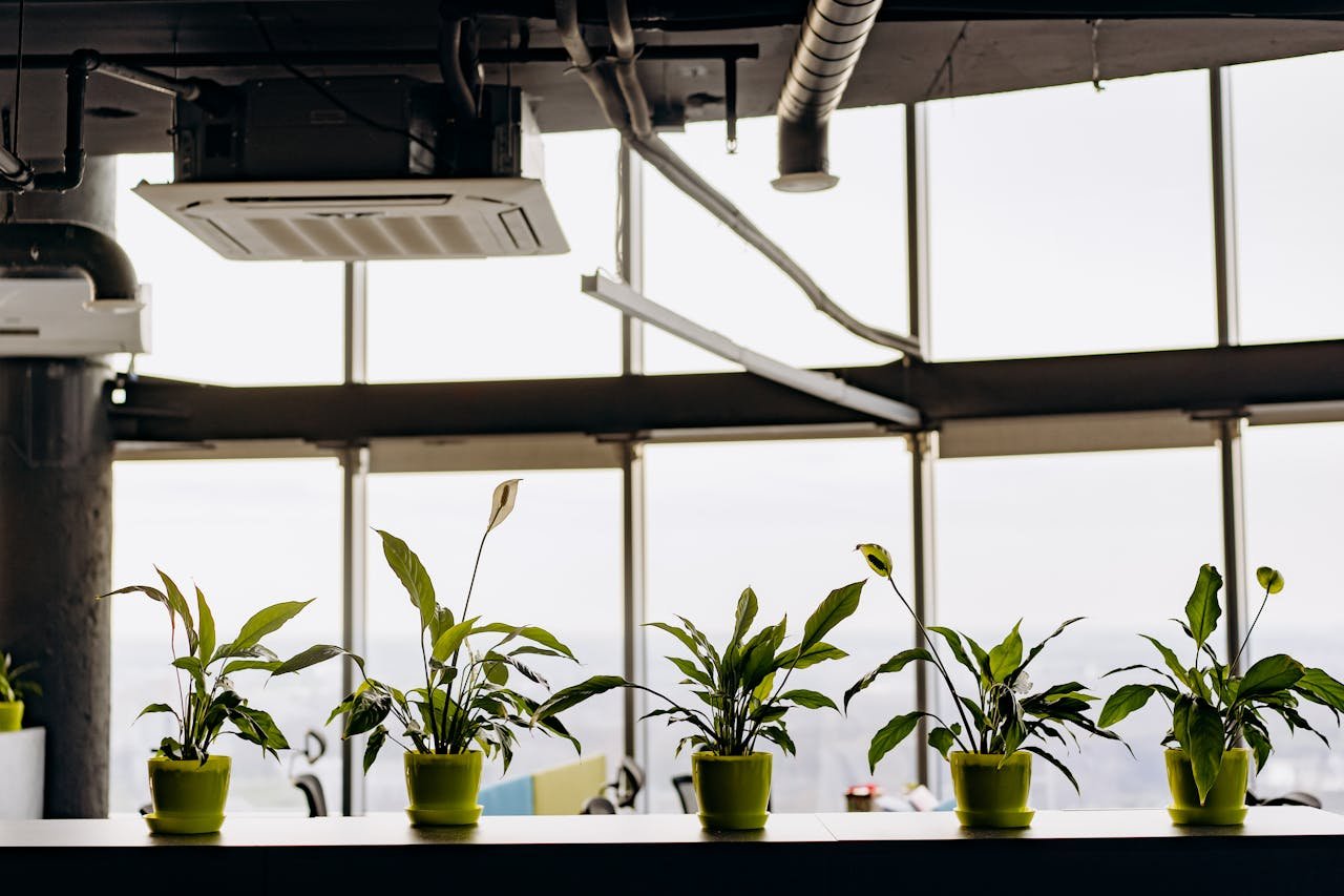 Stylish office interior featuring potted peace lilies with natural light from large glass windows.